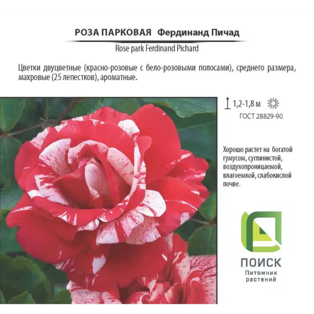 Роза парковая «Фердинанд Пичард», 3.5 л — изображение 2