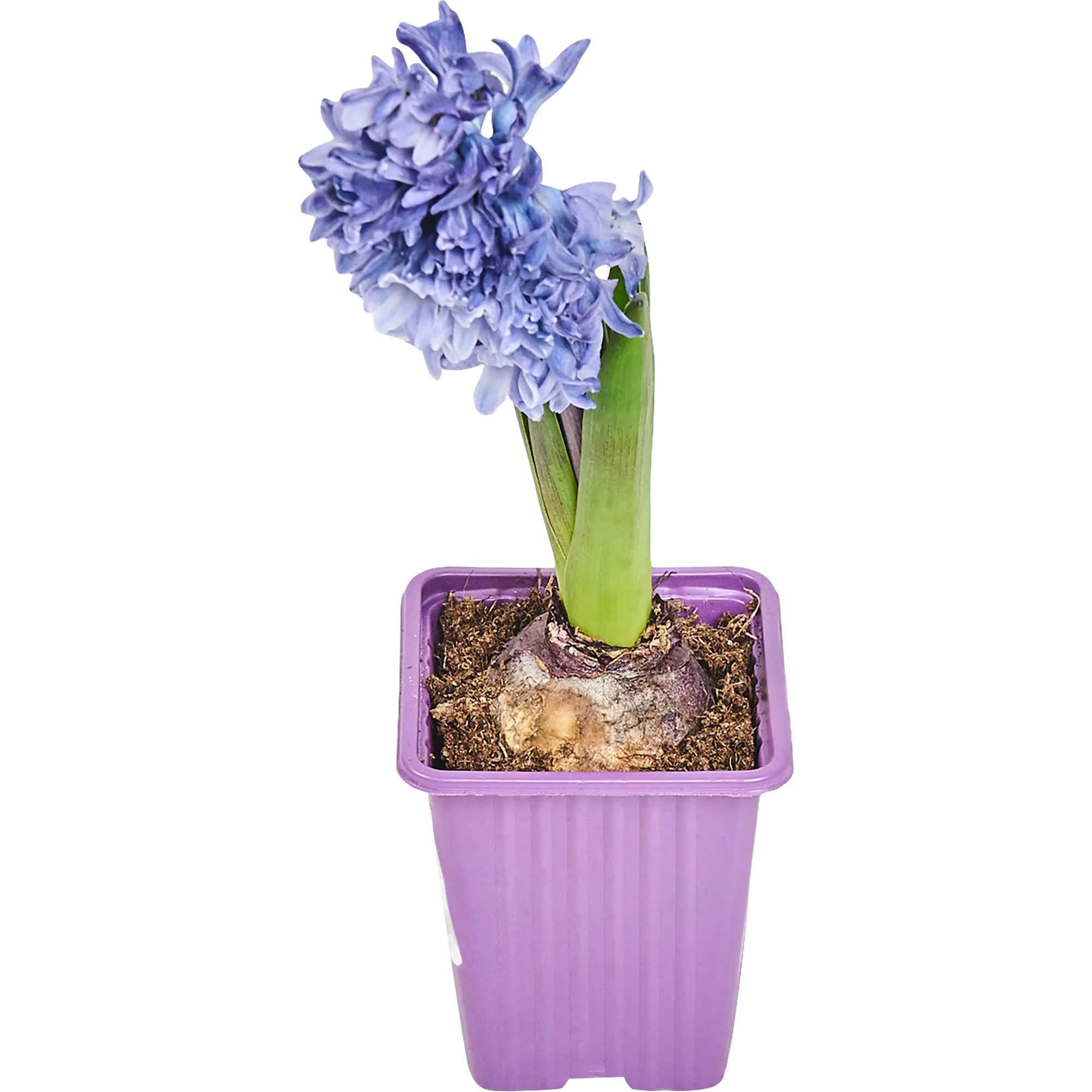 Гиацинт 1 луковица микс P7