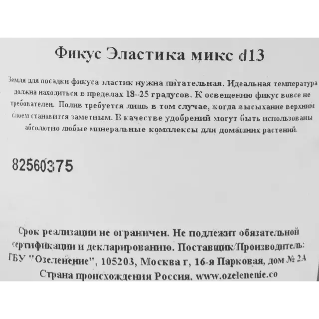 Фикус эластика микс d13 h30 — изображение 3