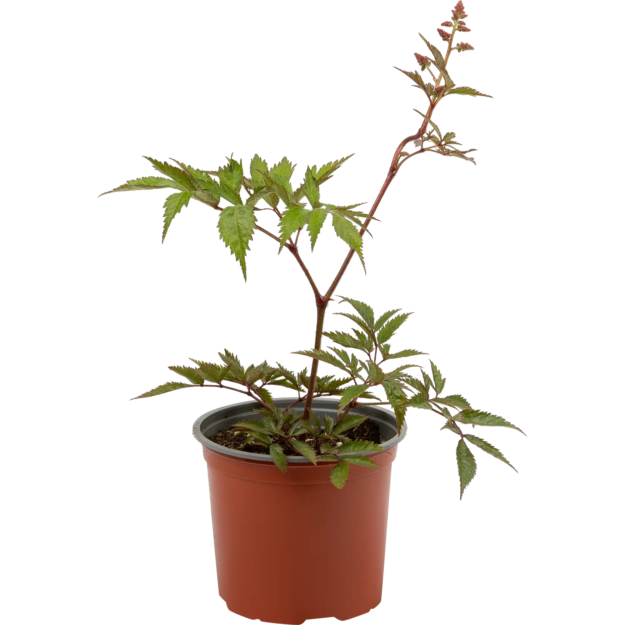 Астильба Арендса «Сестер Тереза» 15x20 см