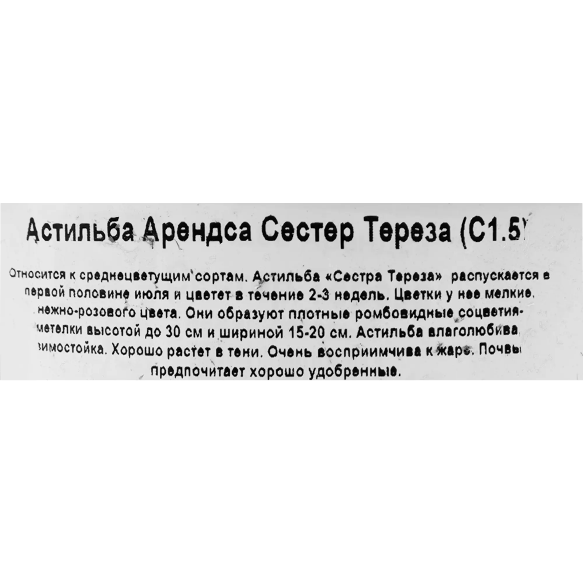 Астильба Арендса «Сестер Тереза» 15x20 см — изображение 3