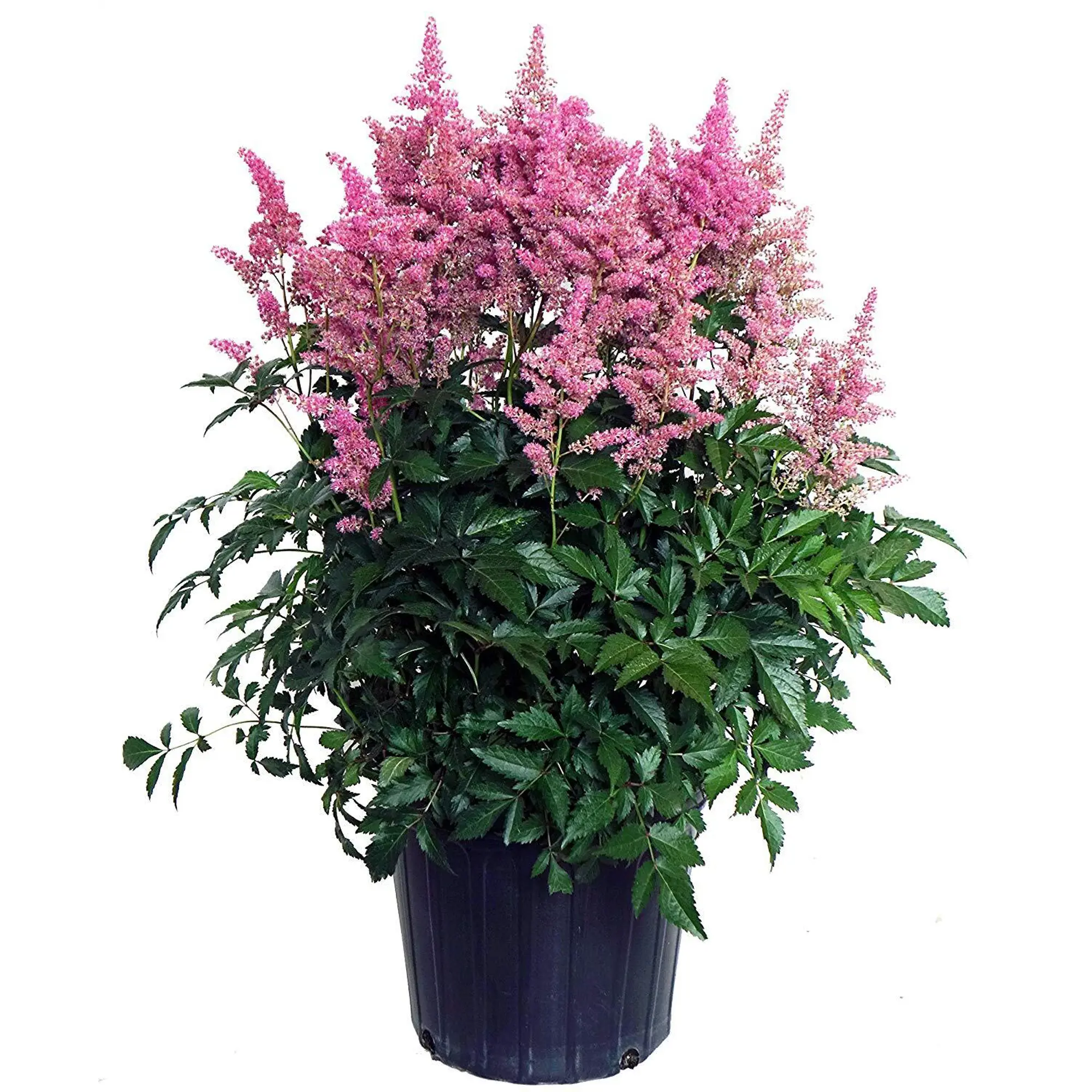 Астильба Арендса «Сестер Тереза» 15x20 см — изображение 2