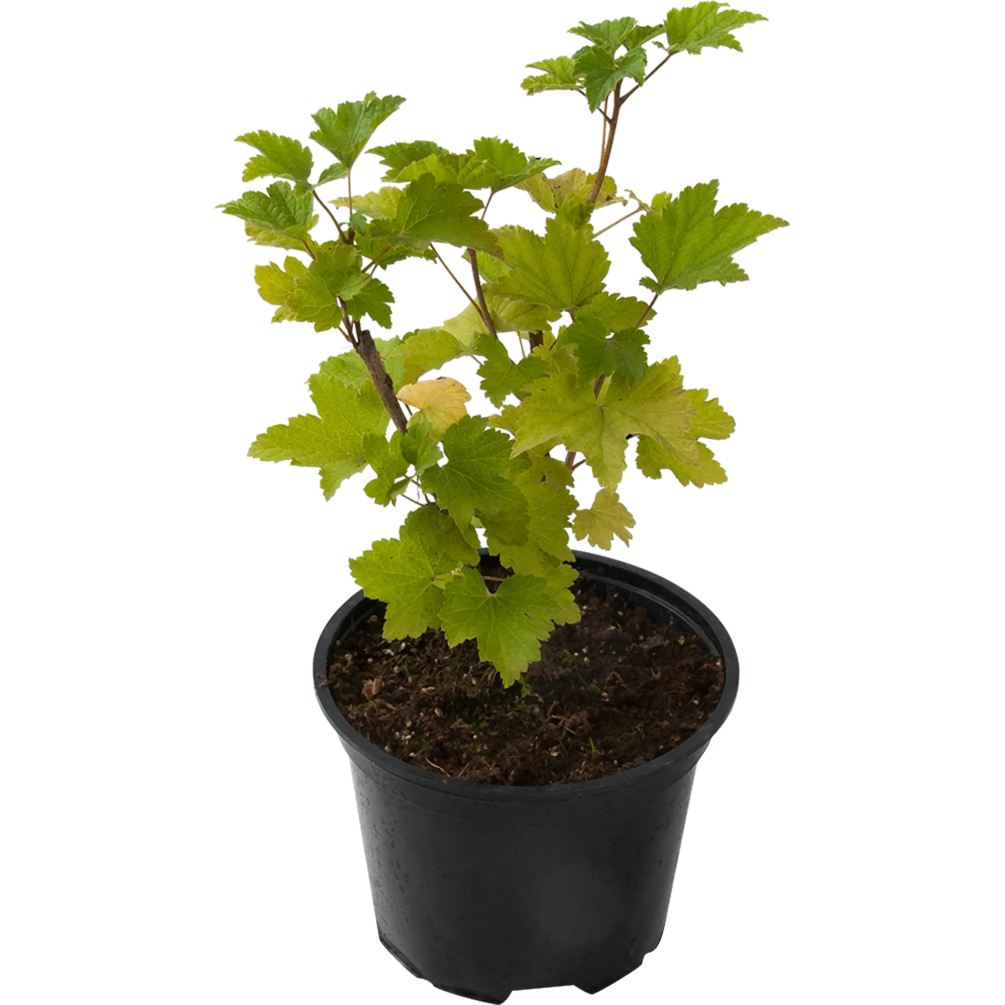 Смородина белая «Белая Фея» 17x30 см