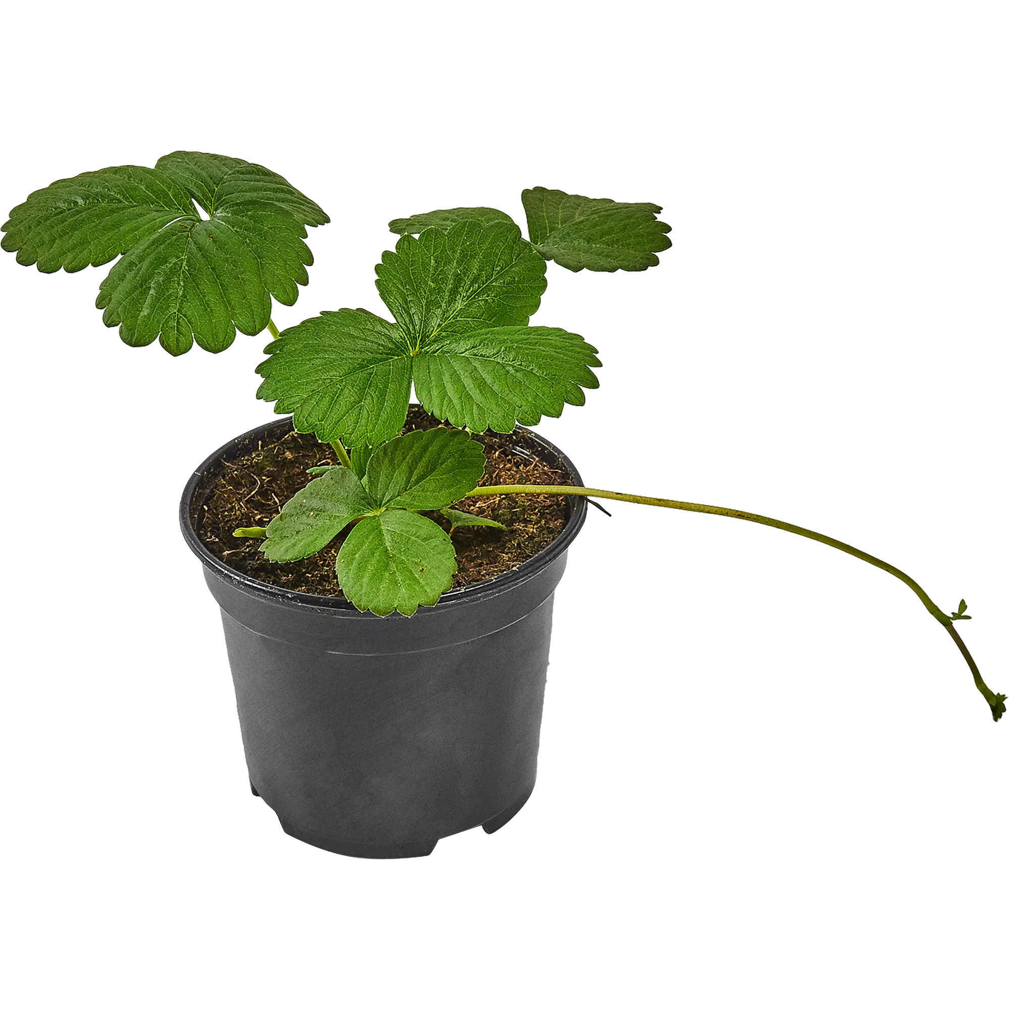 Земляника ремонтантная Эльсанта 11x15 см