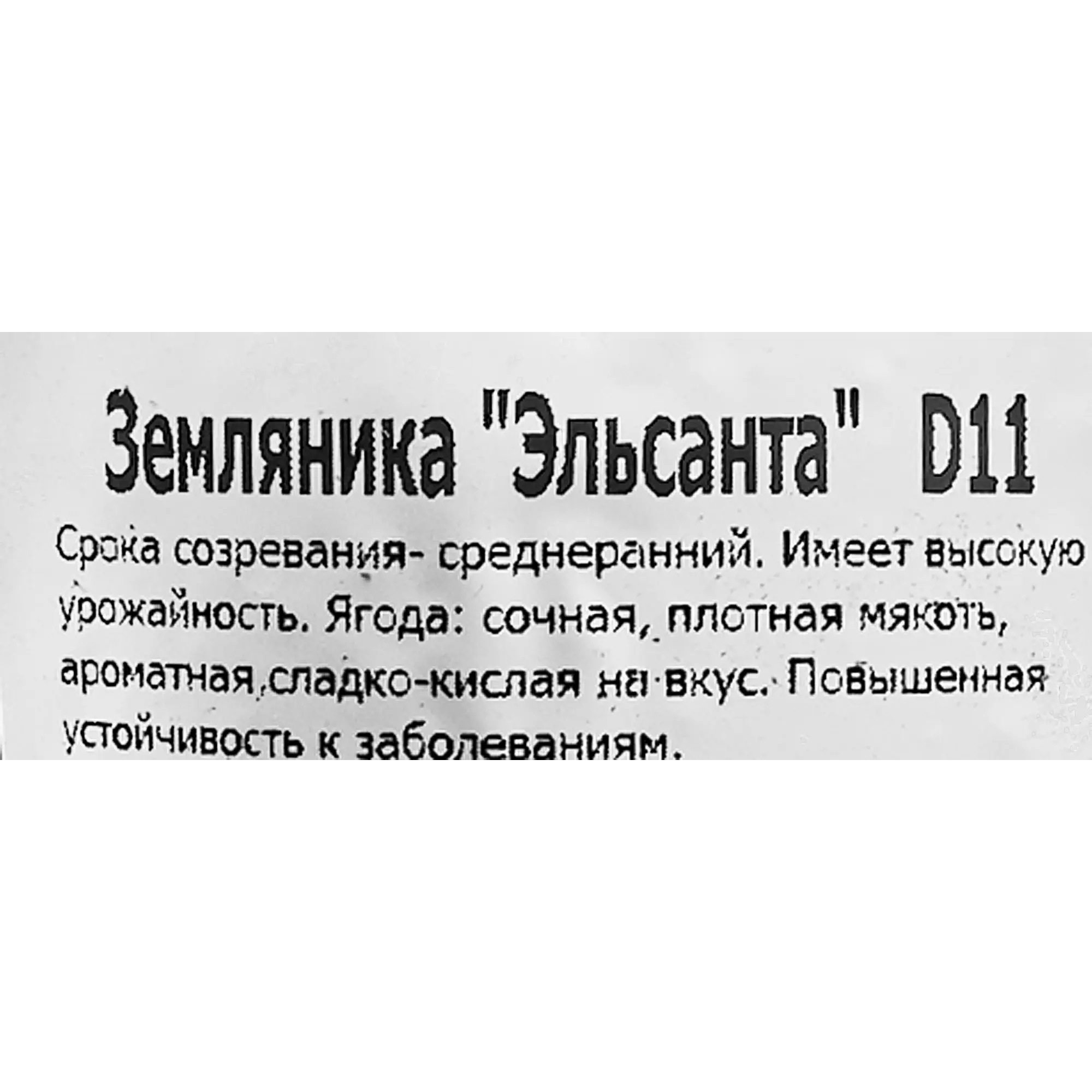 Земляника ремонтантная Эльсанта 11x15 см — изображение 2