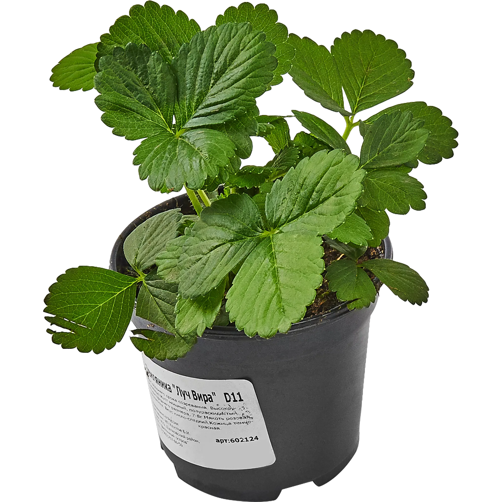 Земляника ремонтантная Луч Вира 11x15 см