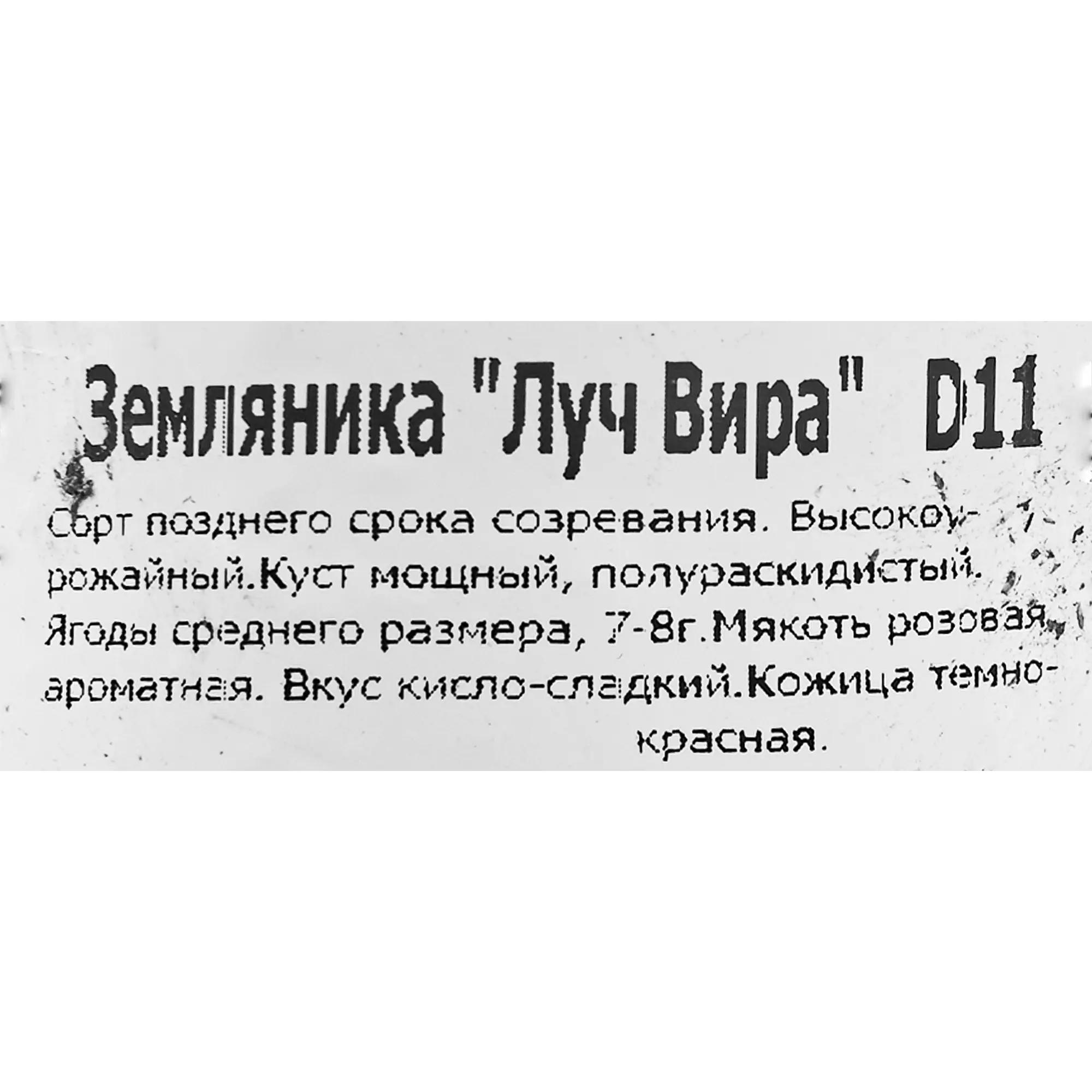 Земляника ремонтантная Луч Вира 11x15 см — изображение 2