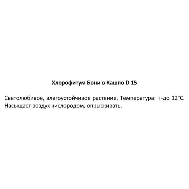 Хлорофитум Бонни ø15 h25 см — изображение 3