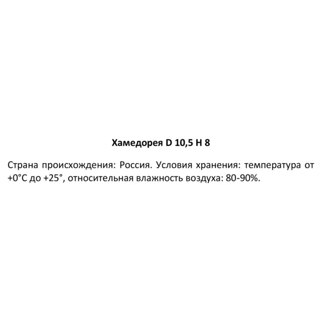 Хамедорея ø10.5 h8 см — изображение 5