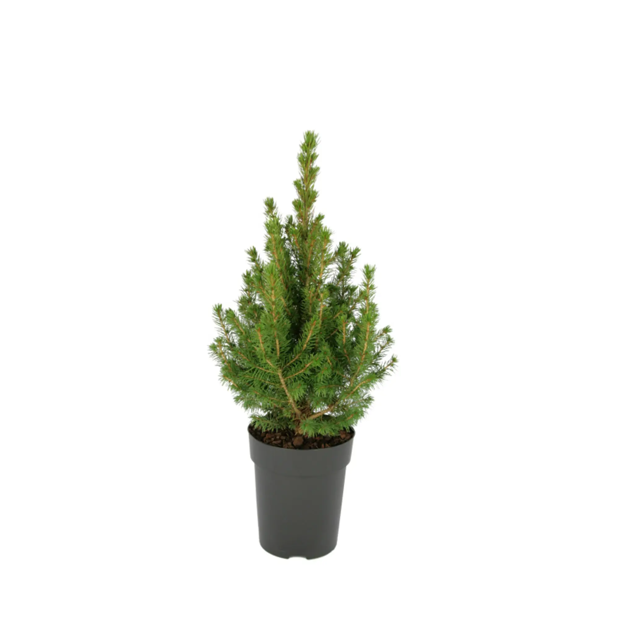 Ель Коника ø9 h15 см